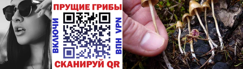 Псилоцибиновые грибы GOLDEN TEACHER  дарнет шоп  Лихославль 